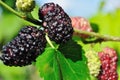 Branch of black mulberry