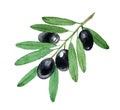 Branch of black olives, isolated on white, watercolor illustration