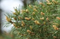 A branch of a Black Pine, Pinus nigra, tree growing in woodland in the UK.