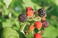 branch of black raspberry or blackberry with unripe red and ripe black berries Royalty Free Stock Photo