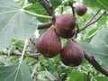 Branch with black ripe figs Royalty Free Stock Photo