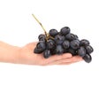 Branch of black ripe grapes on hand.