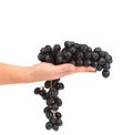 Branch of black ripe grapes on hand.