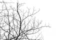 Branch of black tree dry on white with silhouette concept for abstract tree Dry branches background, Bush of Dead tree Dry