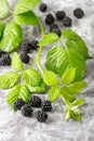 Branch of blackberries leaves and scattered fresh berries