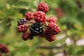 Branch of blackberry bush in the garden. Royalty Free Stock Photo