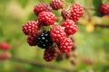 Branch of blackberry bush in the garden. Royalty Free Stock Photo