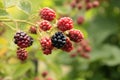 Branch of blackberry bush in the garden. Royalty Free Stock Photo