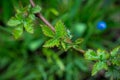 Branch of blackberry bush in the garden Royalty Free Stock Photo