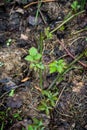 Branch of blackberry bush in the garden Royalty Free Stock Photo