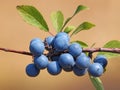 Branch of Blackthorn or Sloe berries with ripe fruits. Prunus spinosa Royalty Free Stock Photo