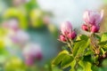 spring branch of a blooming apple tree on the background of naturein the garden