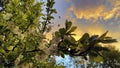 A branch of a blooming apple tree on the background of the sunset Royalty Free Stock Photo