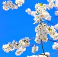 A branch of a blooming apple-tree blossoming against the background of other branches and the blue sky in blur Royalty Free Stock Photo