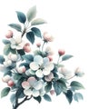 Branch of a blooming apple tree close-up, fragile delicate flowers, spring Awakening of nature. Royalty Free Stock Photo