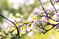 Spring blossom on blurred background.