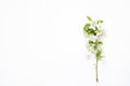 Branch blooming apple tree on white background. Mockup. View from above.