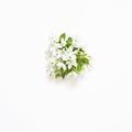 Branch blooming apple tree on white background. Mockup. View from above.