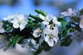 A branch of blooming apricot tree on blurred background Royalty Free Stock Photo