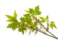 Branch of blooming ash-leaved maple