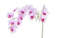 Branch with blooming beautiful pink orchid flower closeup isolated Royalty Free Stock Photo