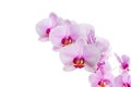 branch with blooming beautiful pink orchid flower closeup isolated on white Royalty Free Stock Photo