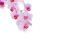 Branch with blooming beautiful pink orchid flower closeup isolated on white Royalty Free Stock Photo