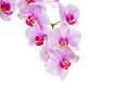 branch with blooming beautiful pink orchid flower closeup isolated on white Royalty Free Stock Photo