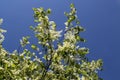 A branch of a blooming bird cherry in the blue sky Royalty Free Stock Photo