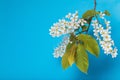 Branch of blooming bird cherry Prunus padus on a blue background with copy space