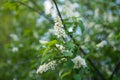 Branch of blooming bird cherry in spring greenery Royalty Free Stock Photo