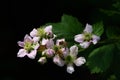 On the branch of a blooming blackberry bush are two bees against a dark background Royalty Free Stock Photo