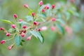 a branch with blooming buds of red flowers Royalty Free Stock Photo