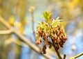 Branch with blooming catkins Acer negundo Box elder, boxelder maple, ash-leaved maple, maple ash, ashleaf maple in spring Royalty Free Stock Photo