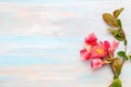 The branch of blooming Chaenomeles on old shabby wooden background and copy space for text. Selective focus. Focus on flower