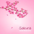 A branch of blooming cherry blossom Royalty Free Stock Photo