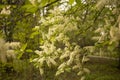 Branch with blooming cherry, pink flowers on the bush, spring in the parkblooming bird-cherry tree, white flowers Royalty Free Stock Photo
