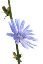 Branch of blooming chicory isolated on white background