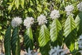 Branch Of Blooming Coffee Tree With White Flowers, Bee, Green Leaves, Close-up.