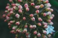 branch of blooming flowers on a bush in the garden, delicate pink buds