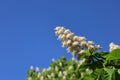 Branch with blooming flowers of Horse chestnut tree against blue clear sky. Aesculus hippocastanum. White candles of Royalty Free Stock Photo