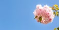Branch of blooming Japanese sakura close-up against the sky with a place for text. Delicate pink petals with a refined fresh aroma