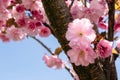 Branch of blooming Japanese sakura close-up against the sky with a place for text. Delicate pink petals with a refined fresh aroma