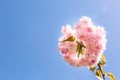 Branch of blooming Japanese sakura close-up against the sky with a place for text. Delicate pink petals with a refined fresh aroma