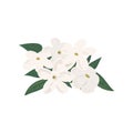Branch of blooming jasmine flowers Detailed vector illustration