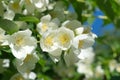 Branch of blooming Jasmine