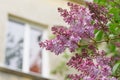 Branch of blooming lilac against the background of a window of a residential building or office. Concept of a comfortable eco-