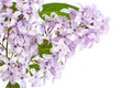 Branch Blooming lilac with flowers isolated on white background Royalty Free Stock Photo