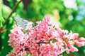 A branch of blooming lilac with a white butterfly Royalty Free Stock Photo