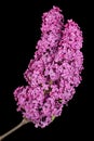 Branch of blooming lilacs, Syringa vulgaris, isolated on black background Royalty Free Stock Photo